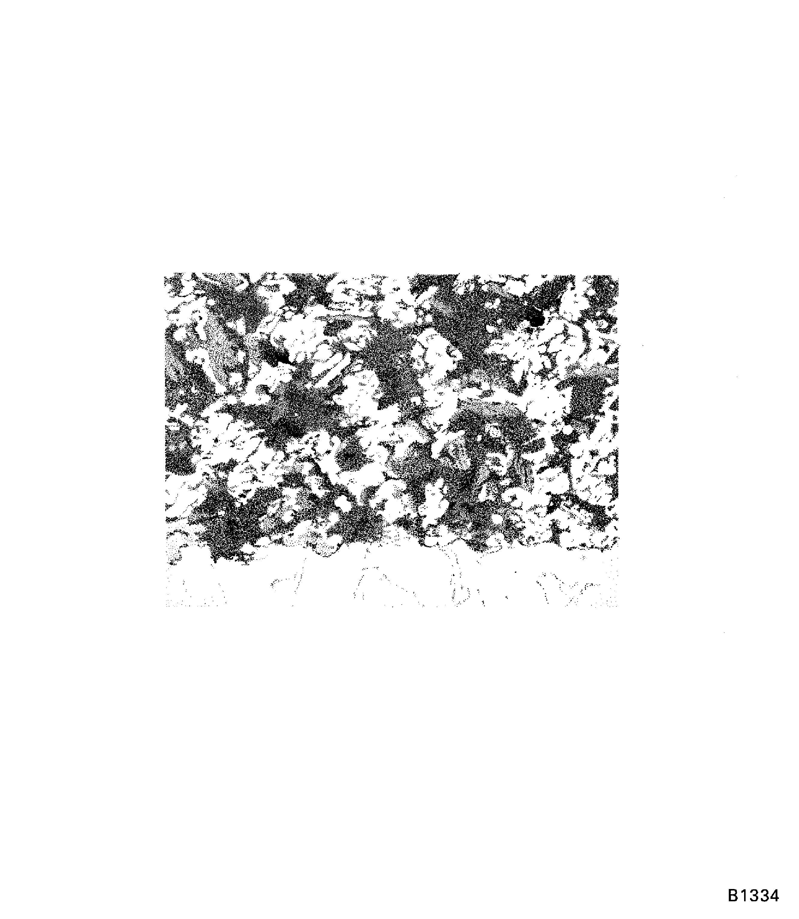 Interface condition of PWA 75-1 on blade roots (100X)